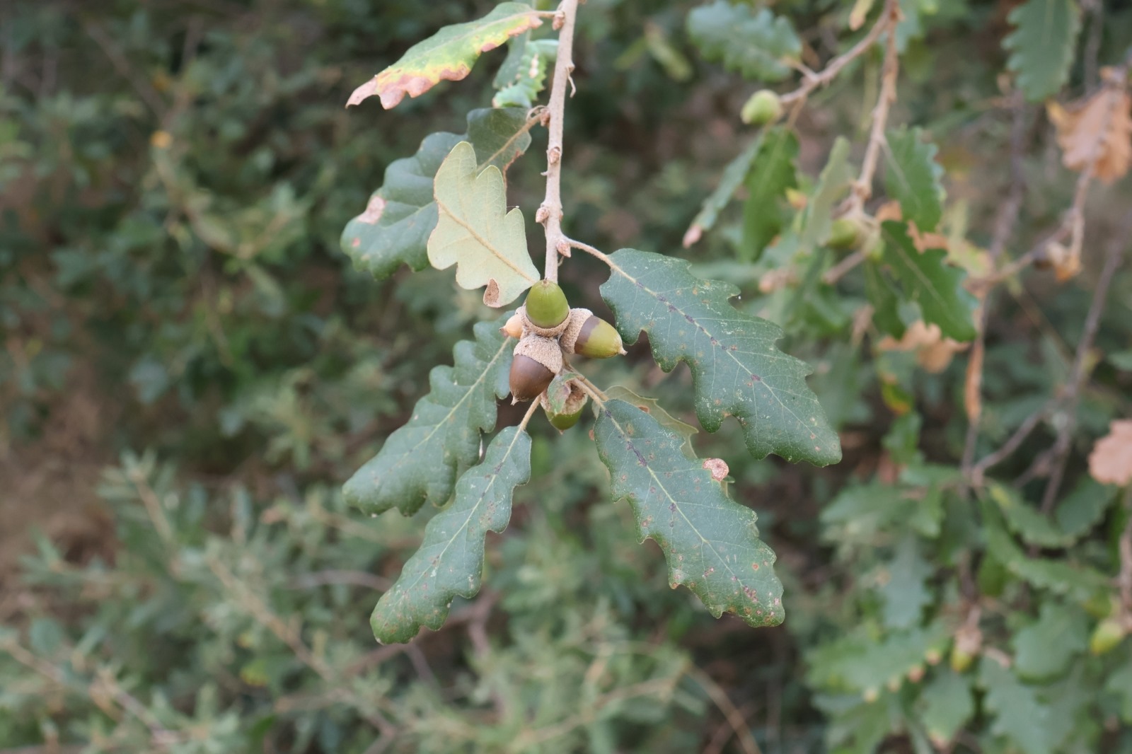 Quercus x cerrioides
